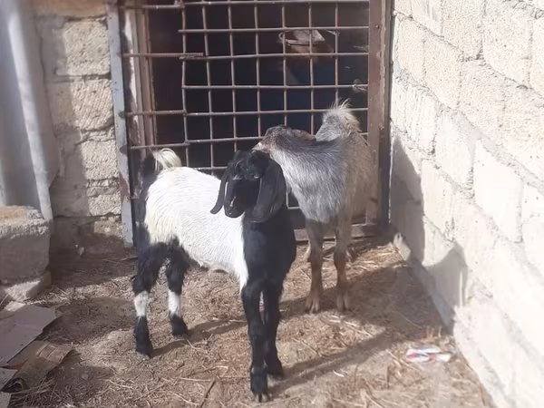 बकरा, बकरियाँ