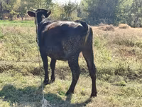 Krowa, Rasa alatauska — zdjęcie 3