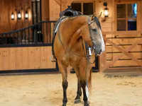 Pastuv, Quarter Horse — fotografija 3