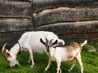Ziegenbock, Ziegen — Foto 3