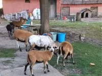 Sheep, Cameroon sheep — photo 3