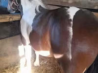 公马, Horses — 照片 7