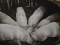 Verro, Cerdos — foto 2