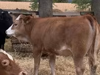 Kuh, Simmental cattle — Foto 4