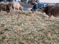 Krava, Simmental cattle — fotografija 2