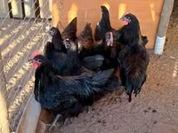 Australorp — zdjęcie 3