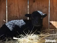Widder, Racka sheep — Foto 4