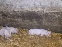 Pigs (batch, sex not specified), Pigs — photo 6