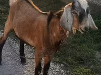 Bode, Cabras — foto 3