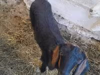 Koza, Nubian Goat — fotografija 1