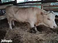 Cattle (batch, sex not specified), Cattle — photo 7