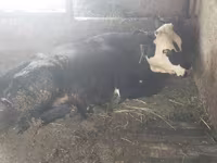 Krava, Swiss cattle — fotografija 4