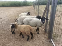 Қой, White Suffolk sheep — 1-сурет