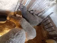 母羊, Sheep — 照片 2