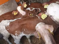 牛只（批次，未指定性别）, Cattle — 照片 3