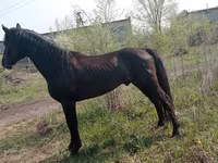 Pastuv, Altai horse — fotografija 4