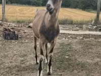 Boucs, Alpine goat — photo 1