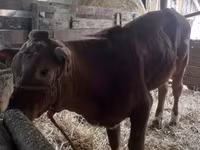 Buqa, Simmental cattle — 6-rasm