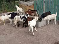 Jarac, Pomellata goat — fotografija 4