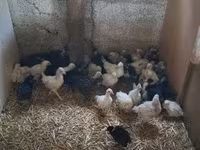 Chickens — 写真 3
