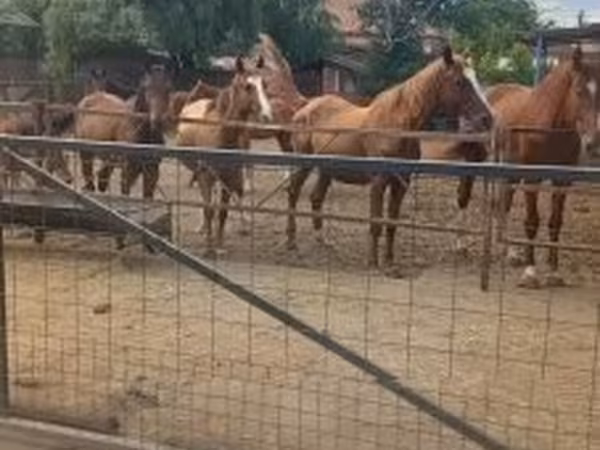 Cheval, Chevaux — Hongrie
