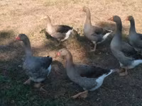 ग्रॉ ओग ग्रॉब्रोगेडे डांस्के गैस — फ़ोटो 2