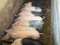 Cerdos (lote, sexo no especificado), Cerdos — foto 3