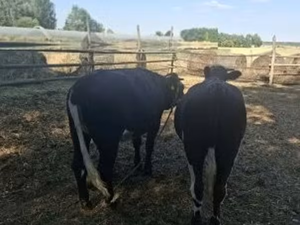 Vaca, Bovinos — Hungria