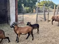 雄羊, Cameroon sheep — 写真 2