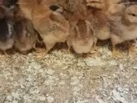 Chickens — foto 1