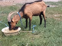 Bode, Cabras — foto 3