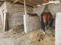 Caballo, Westphalian — foto 3