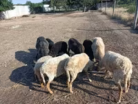 Bélier, Moutons — photo 2