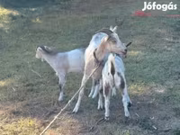 Billy Goat, Goats — photo 1