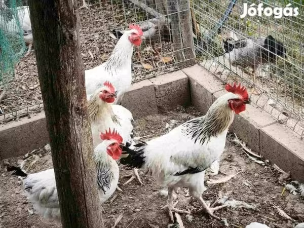 سَسِكس