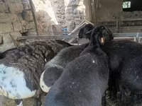 Ovan, Rhon sheep — fotografija 2