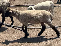 Ovan, Hampshire sheep — fotografija 3