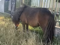 Кобила, Shetland Pony — фото 2