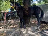 Caballo, Caballos — foto 3