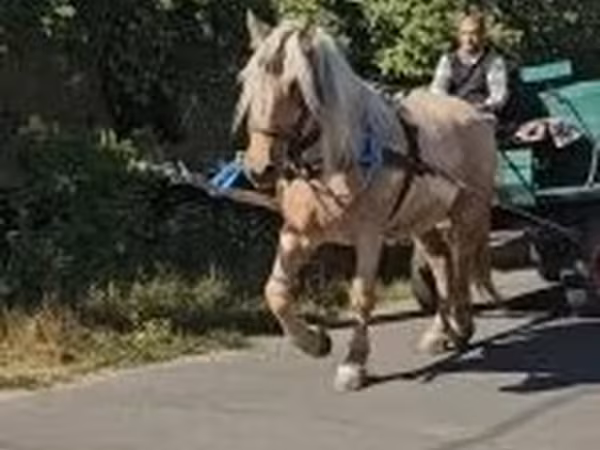 雌馬, 馬