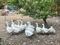 Geese — zdjęcie 1