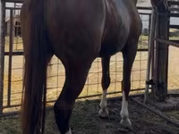 Kobila, Hungarian horse breed — fotografija 2