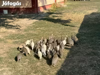 Guinea fowl — fotografija 1