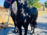 Pastuv, Friesian — fotografija 2