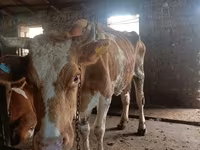 Cow, Simmental cattle — photo 6
