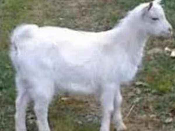 Jarac, Saanen goat
