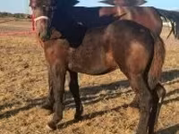 Caballo, Percheron — foto 3