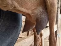 Cabra, Alpine goat — foto 1