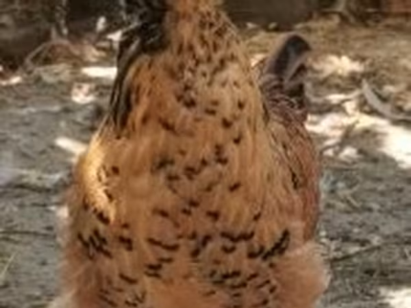 Chickens