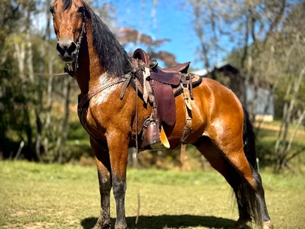 Pastuv, Tennessee Walking Horse